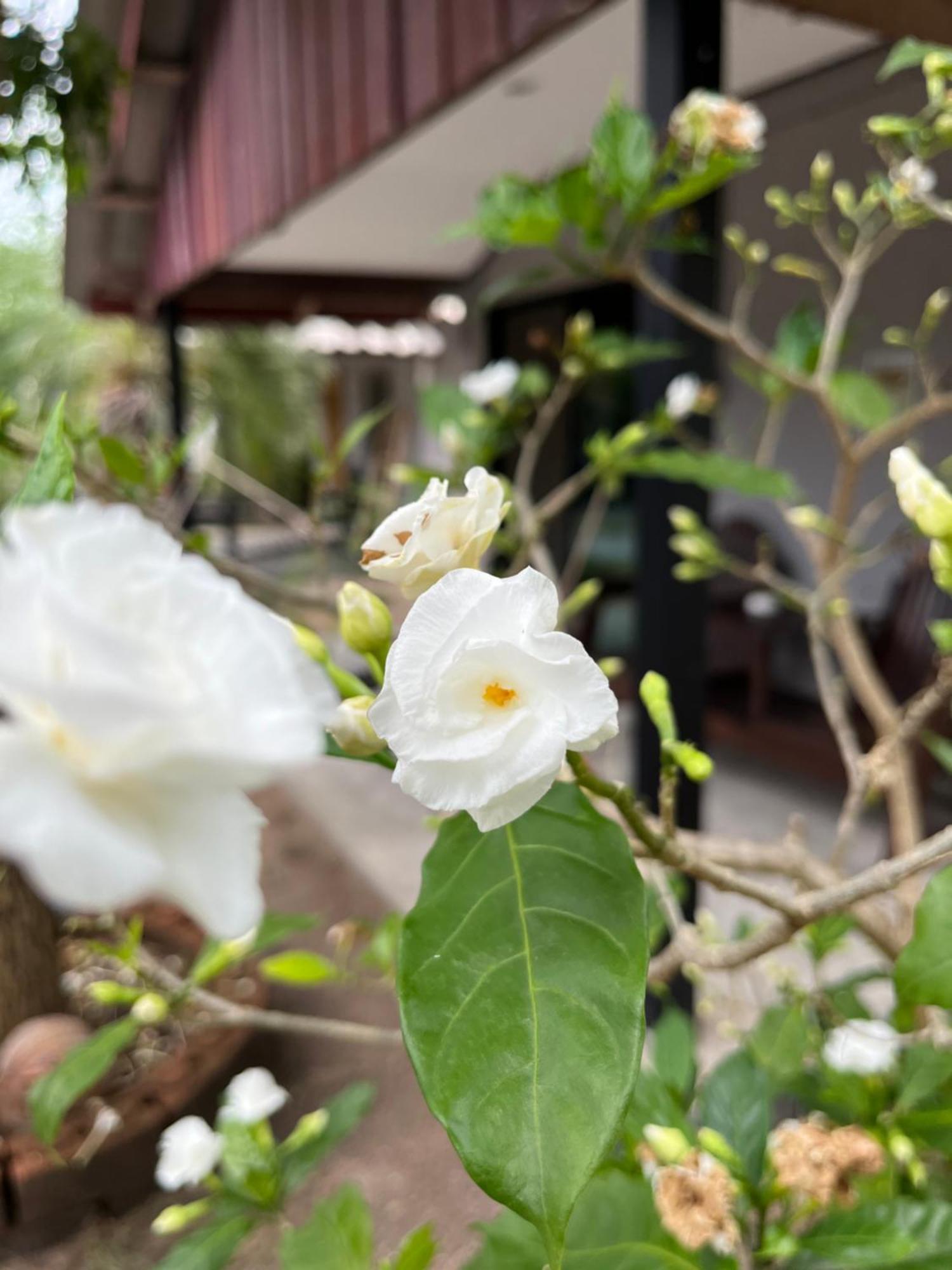 The Cosy Sunset Beach Resort & Restaurant Thong Sala Exterior foto